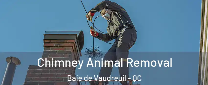 Chimney Animal Removal Baie de Vaudreuil - QC