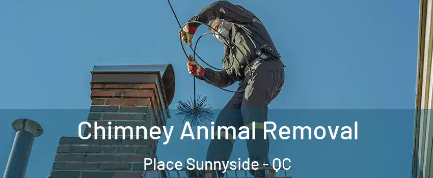  Chimney Animal Removal Place Sunnyside - QC