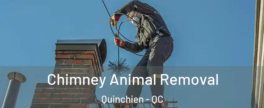  Chimney Animal Removal Quinchien - QC