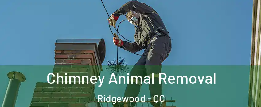  Chimney Animal Removal Ridgewood - QC